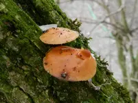 Pilze_00052.webp