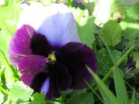 IMG_0579v.webp
