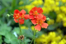 Orange_00008.webp