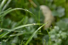Morgentau_29241.webp
