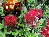 Copy of Copy of IMG_0165v.webp