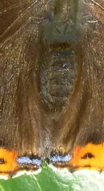 Rätselbild2.webp