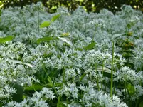 Mai2011 122.webp