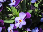 IMG_0264.JPG