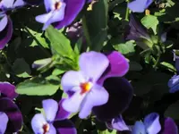 IMG_0264.webp