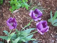 002.webp