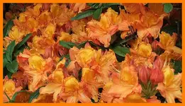 049.webp