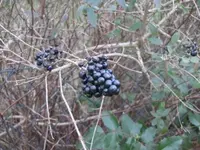 016.webp