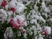 DSCN5225.webp