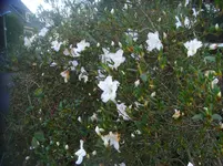CIMG3800.webp