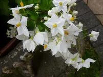 P1150474.webp