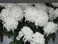 003.webp