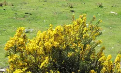 Gorse v (1).webp