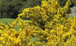 Gorse v (2).webp