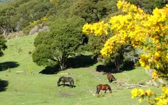 Gorse v (3).webp