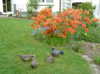 Mai2011 158.webp