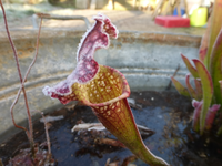 P1260033.webp