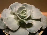 DSCN6687.webp