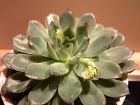 DSCN6689.webp