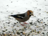 Kernbeißer_5402.webp