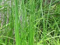 IMG_1961v.webp