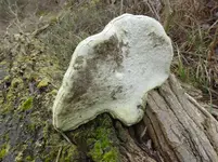 P1260420.webp