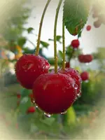 Kirschwasser-001.webp