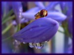Blau_00001.jpg