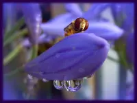 Blau_00001.webp