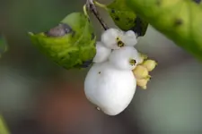 Weiß_0005.webp