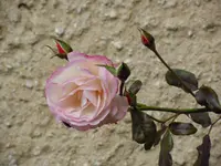 Rosa_00008.webp