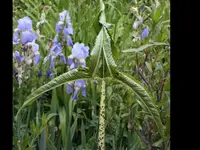 Blume1.webp