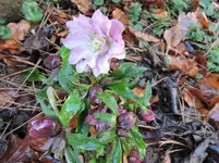 DSCN0128.webp