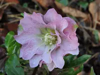 DSCN0127.webp