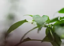 chili_bloom_p.webp