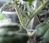 DSCN3465.2.webp