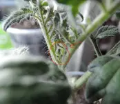 DSCN3465.3.webp