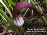 K800_Arisarum proboscoideum.JPG