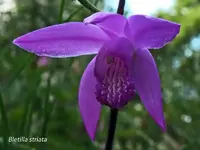 K800_Bletilla striata.webp