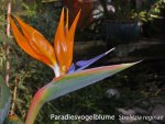 K800_Strelitzia reginae.JPG