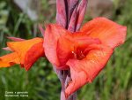 K1024_Canna `Striata´fl Kopie.JPG