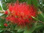 K1024_Callistemon sp..JPG