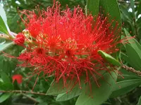 K1024_Callistemon sp..webp