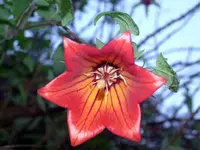 K1024_Canarina canariensis 2.webp