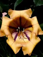 K800_Solandra maxima 2 (2).webp