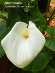 K800_Zantedeschia aethiopica 2.JPG