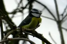 DSCN5607.webp
