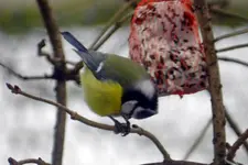 Blaumeise_5510.webp