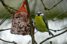 Blaumeise_5514.webp