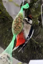 DSCN5468.webp